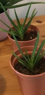 Pot + Petite plante aloe vera réelle et non artificielle 
