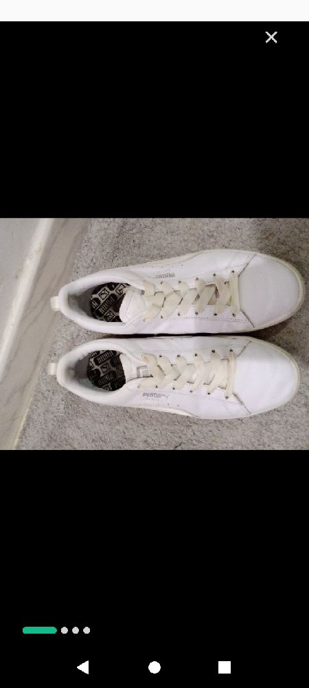Puma blanc