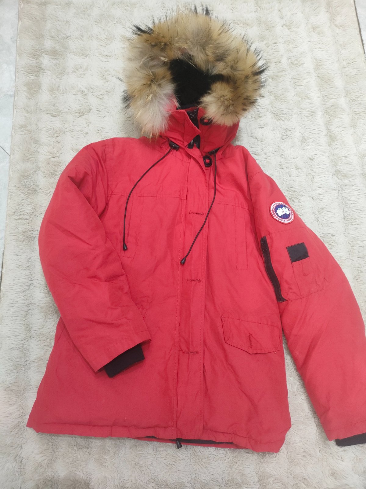 Canada goose
