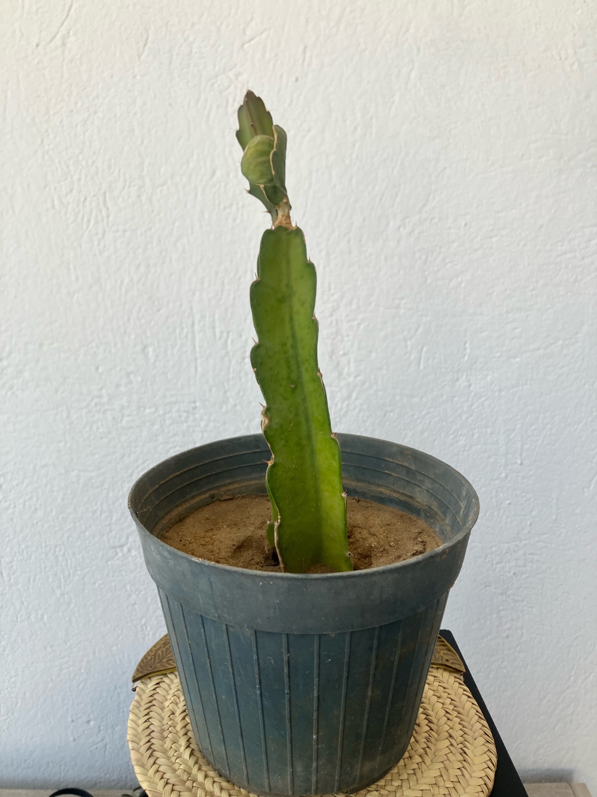 🌵 Plante Pitaya / Fruit du Dragon – Plusieurs disponibles