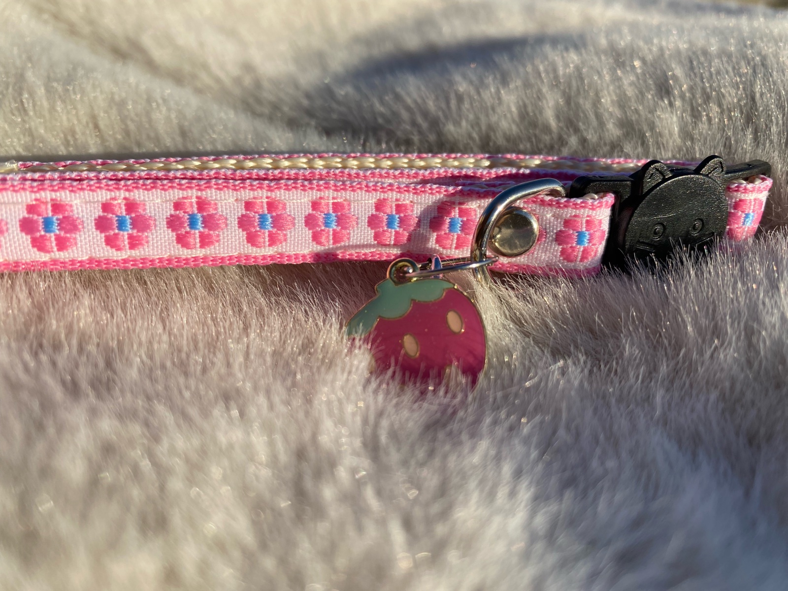 Collier de chat