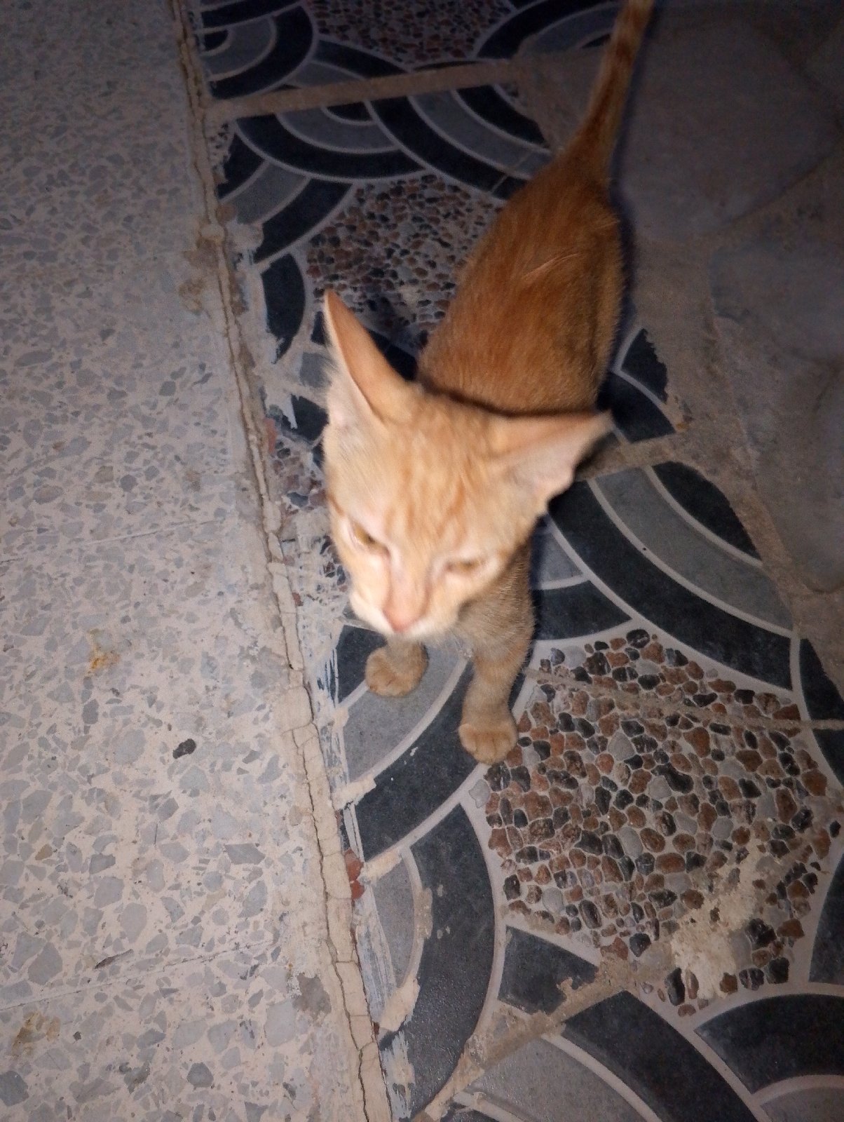 Un trés bon chat avec crox gratuit