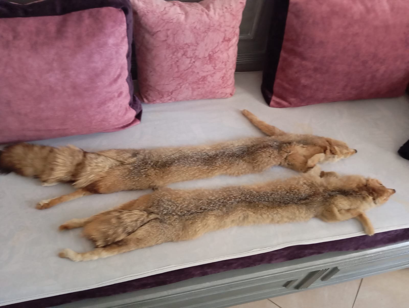 Renard