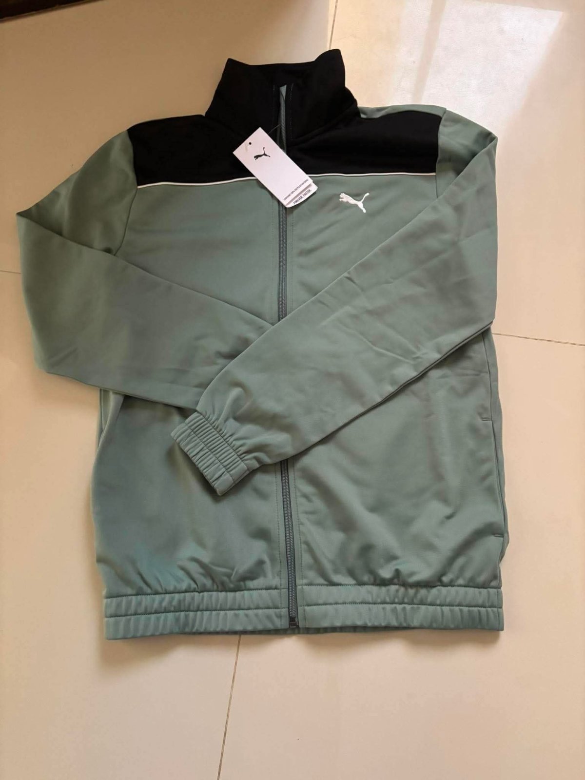 Puma gracon