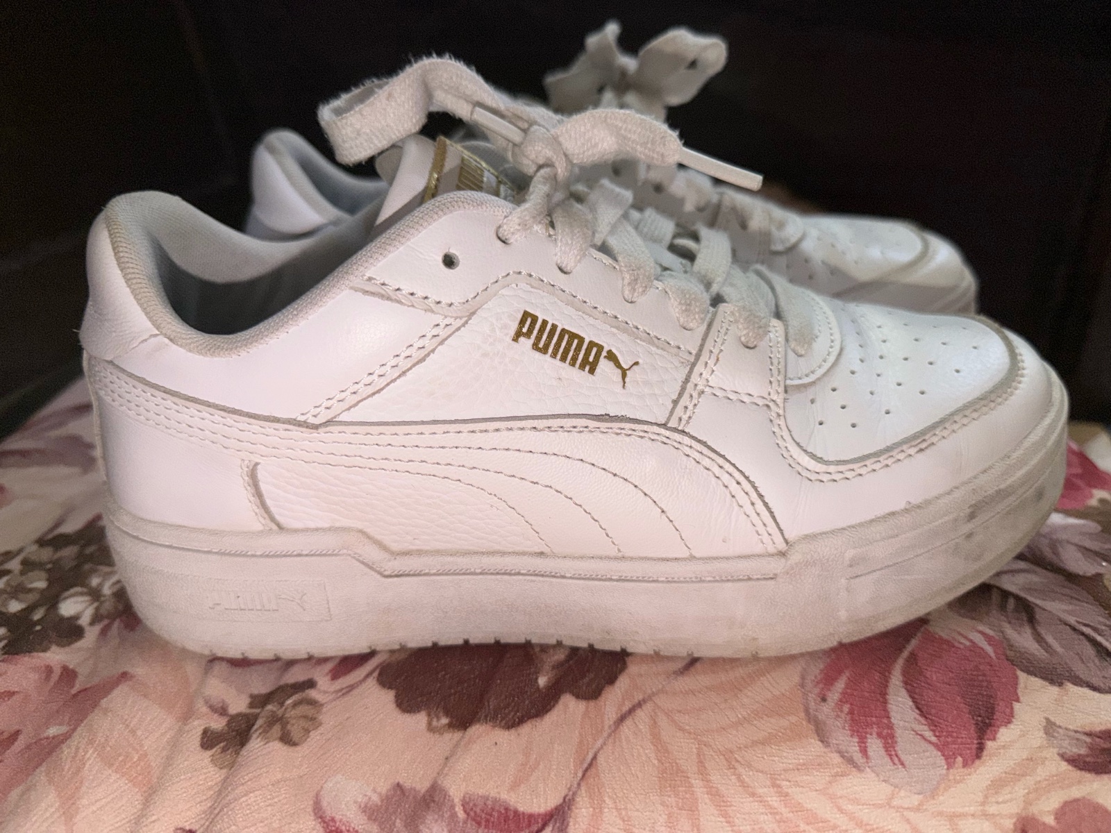 Puma caven 