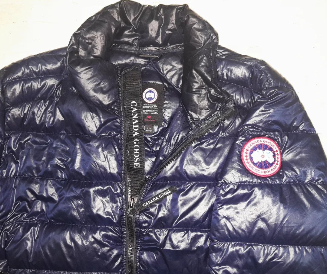 Canada goose 