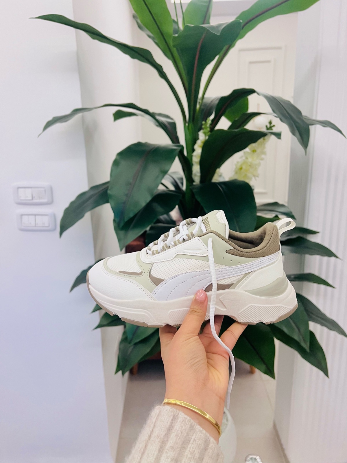 Puma cassia 