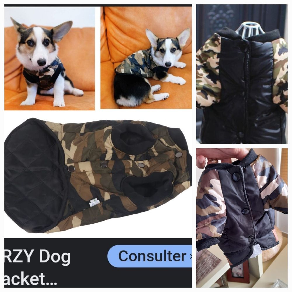 Bambers pour petit chien.