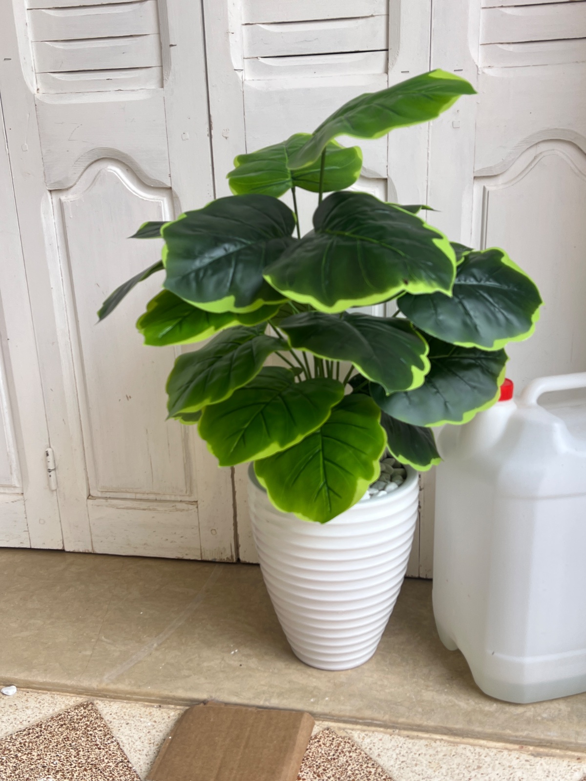 Plante 