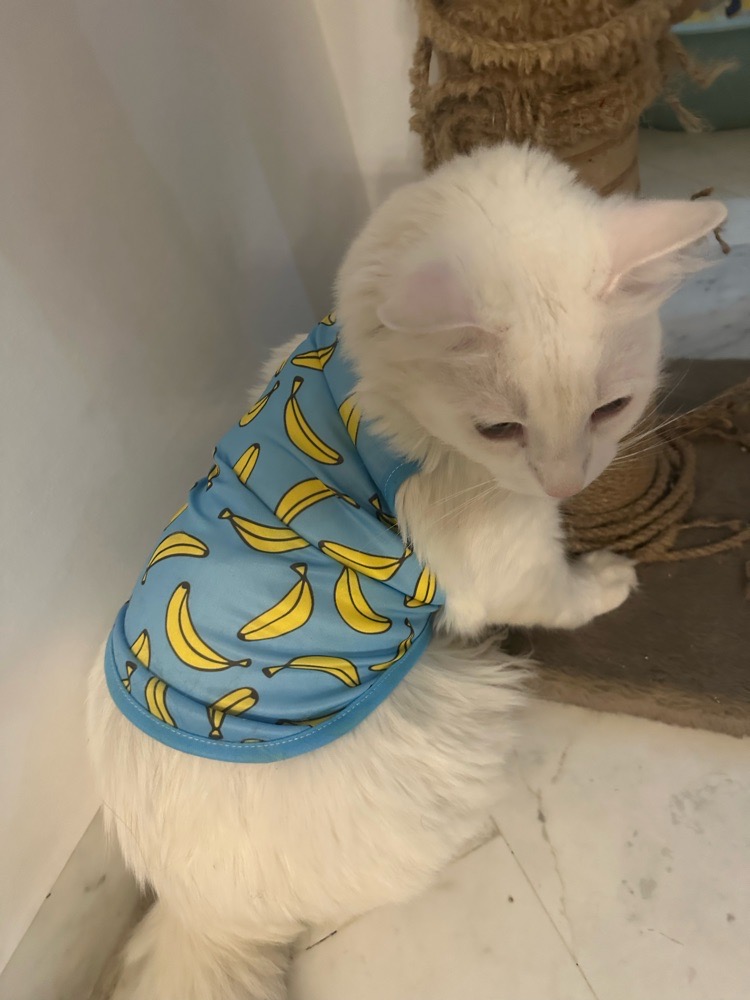 Pull pour chat ou chien taille M
