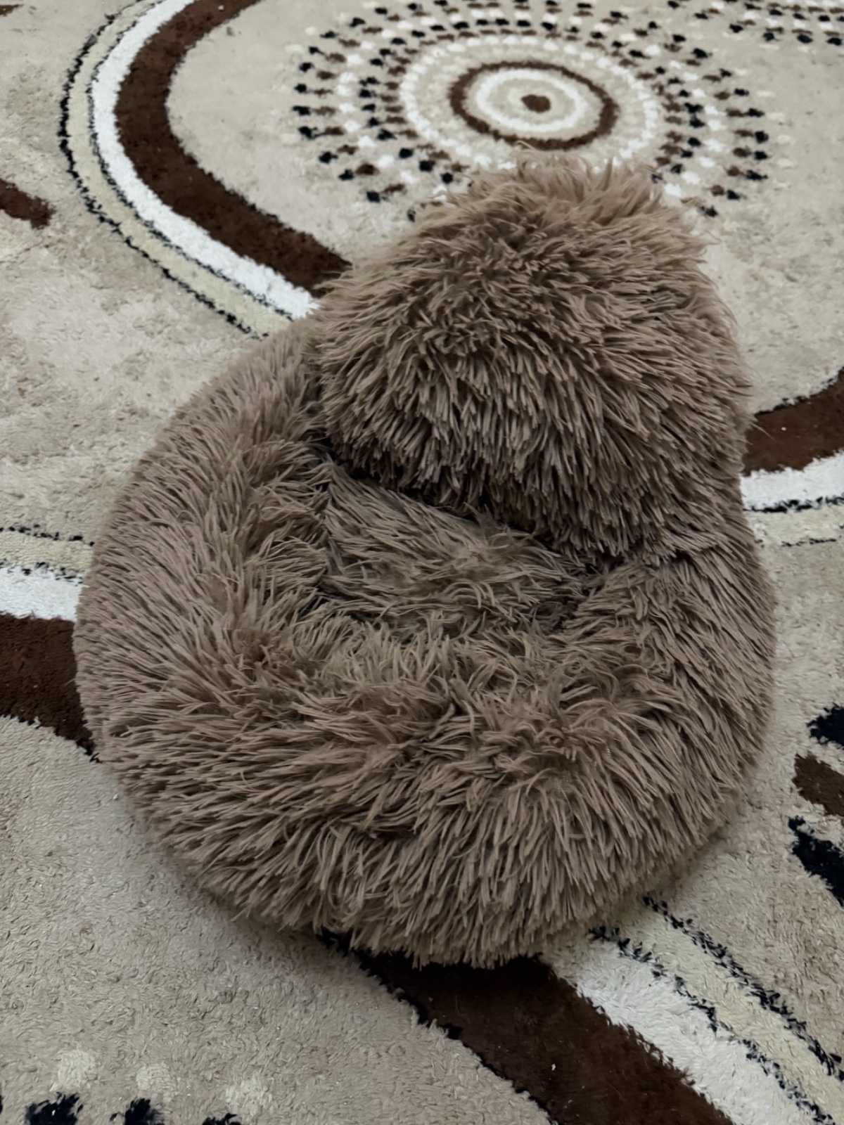 Poof chien chat style caniche marron 🤎🦴