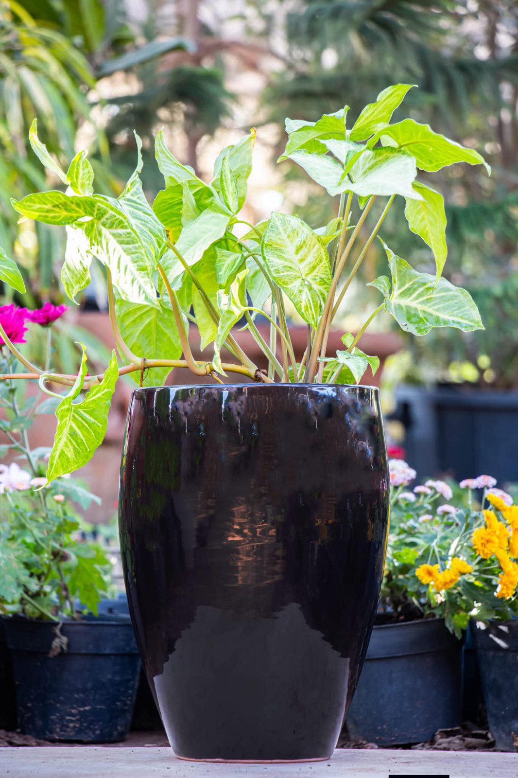 Pot de fleur 