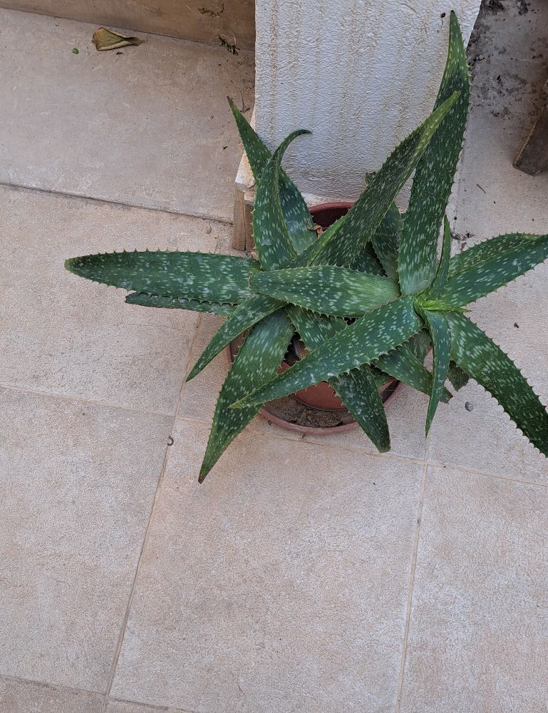 Plante naturelle  aleo vera