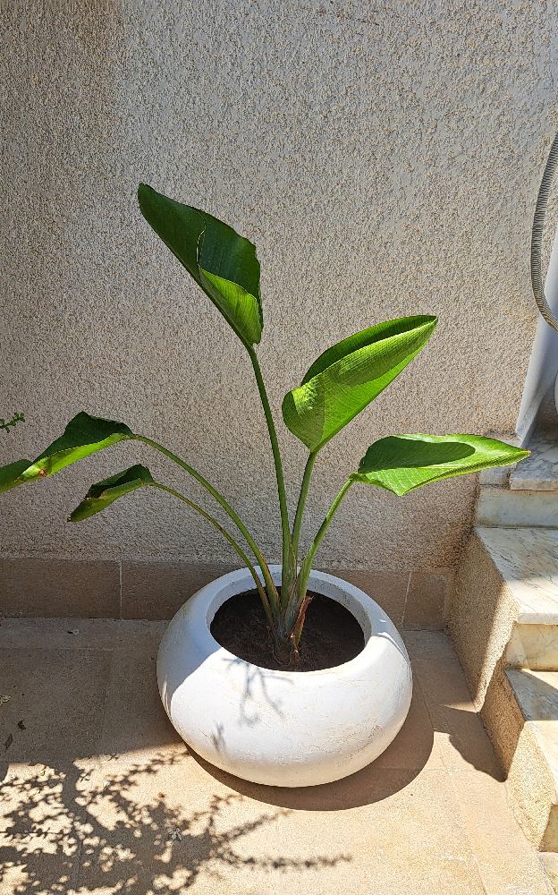 Plante naturelle oiseaux de paradis avec pot