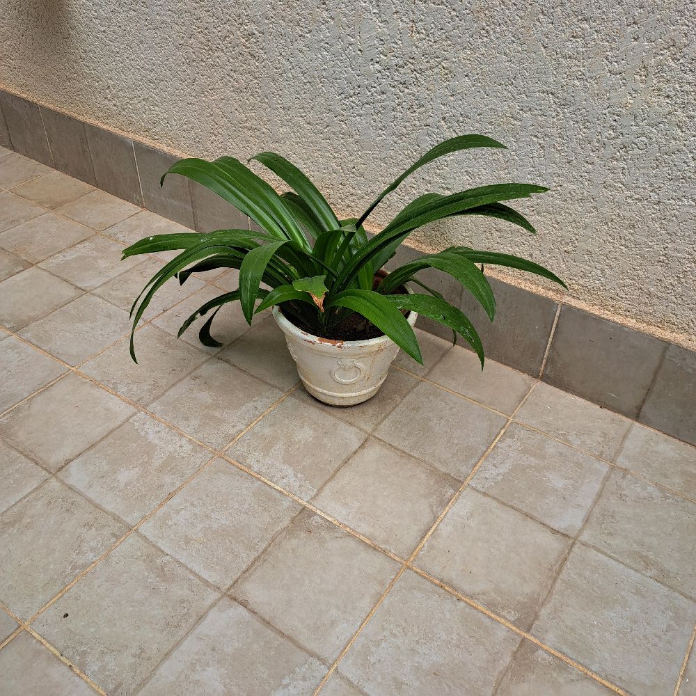 Planten naturelle avec le pot 