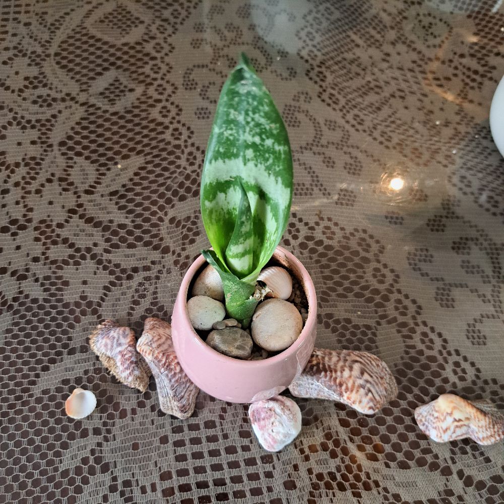 Plante naturelle 