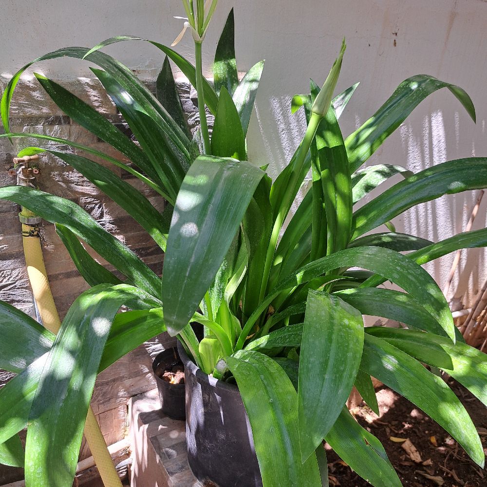 Plante naturelle avec les fleurs blanches 