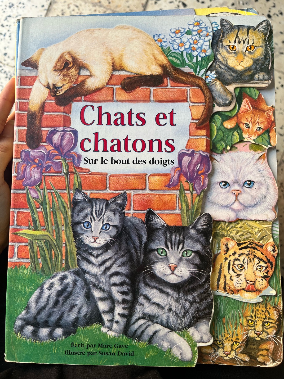 Un livre cartonné pour enfants intitulé "Chats e