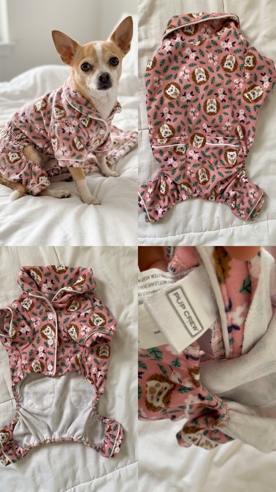 Outfit petit chien 