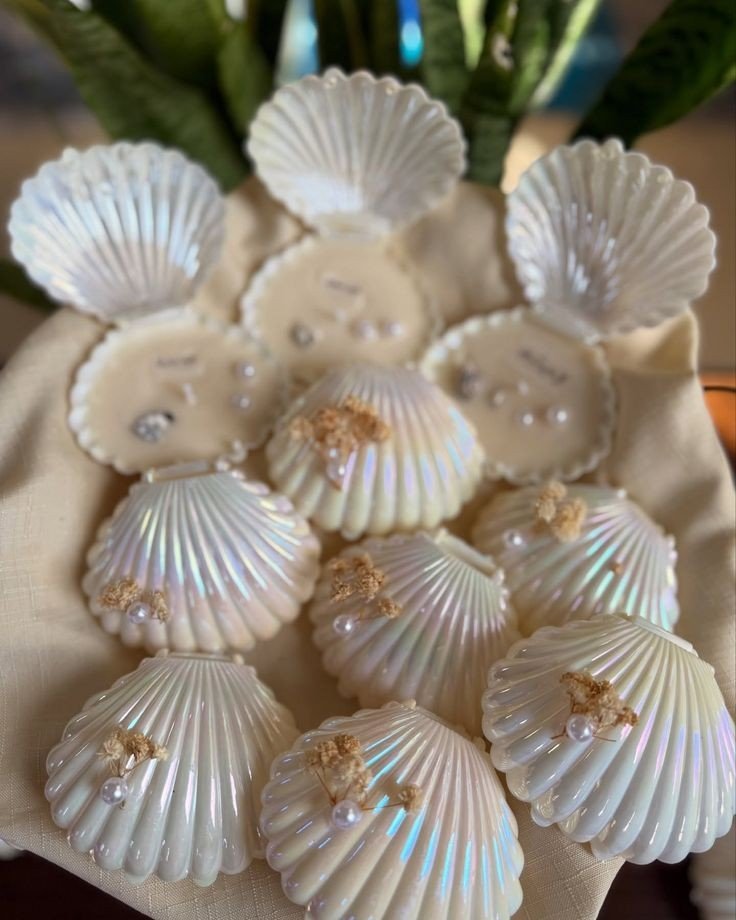 Coquillage bougie 