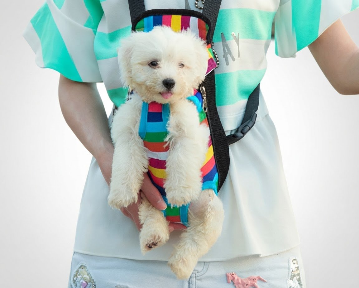 Sac à dos pour chien et chat 